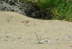 Upucerthia dumetaria