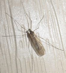 Trichoceridae