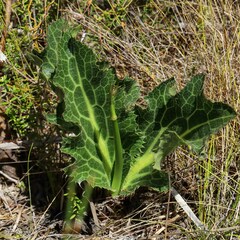 Lichtensteinia lacera
