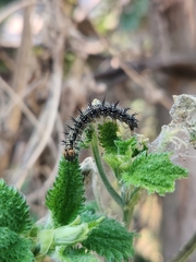Aglais caschmirensis