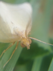 Rhodometra sacraria