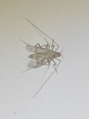 Stenochironomus hilaris