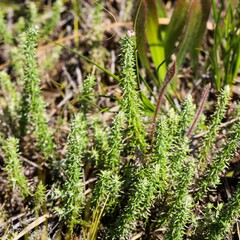 Lachnospermum umbellatum