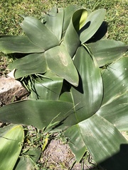 Brunsvigia orientalis