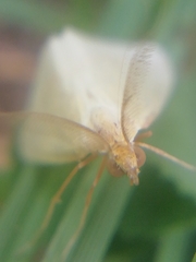 Rhodometra sacraria
