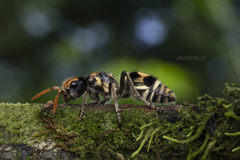 Hoplomutilla insignis