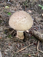 Amanita pantherina