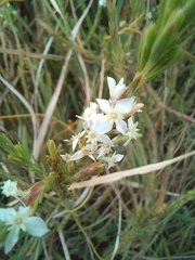 Struthiola dodecandra