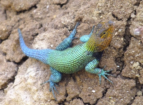 Guatemalan Emerald Spiny Lizard