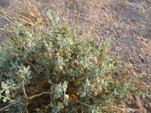 Hermannia affinis image