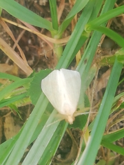 Rhodometra sacraria
