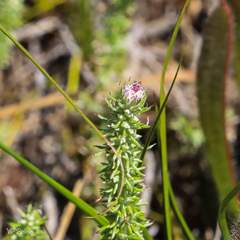 Lachnospermum umbellatum