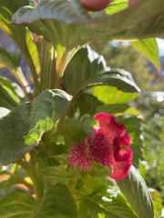Celosia