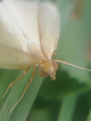 Rhodometra sacraria
