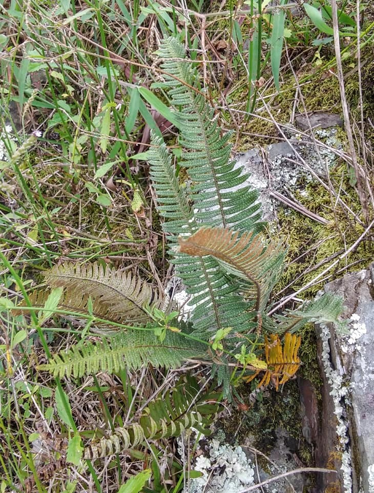 Pleopeltis squamata