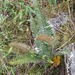 Thickleaf Scaly Polypody - Photo (c) Jose Alicea, some rights reserved (CC BY-NC), uploaded by Jose Alicea