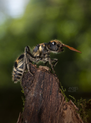 Hoplomutilla insignis