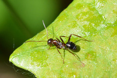 Formica pallidefulva