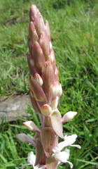 Satyrium longicauda
