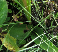 Satyrium longicauda