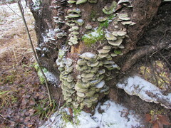 Cerrena unicolor