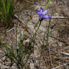 Aristea juncifolia