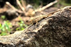 Sceloporus spinosus