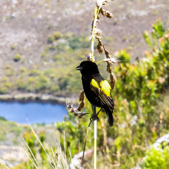 Euplectes capensis capensis