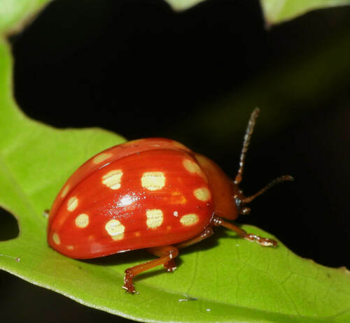 Stilodes guttata