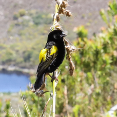 Euplectes capensis capensis
