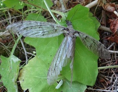 Dysmicohermes ingens