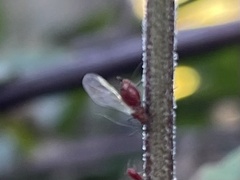 Macrosiphum
