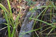 Thamnophis proximus orarius
