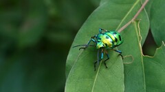 Chrysocoris purpureus
