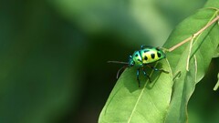 Chrysocoris purpureus