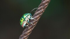 Chrysocoris purpureus