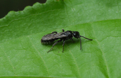 Tiphiidae