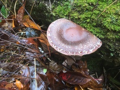 Lentinula edodes