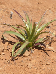 Puya boliviensis