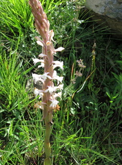Satyrium longicauda