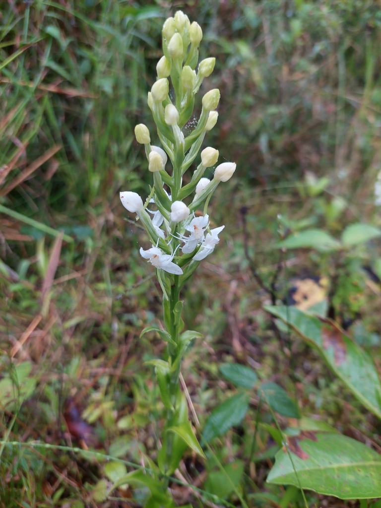 Habenaria monorrhiza