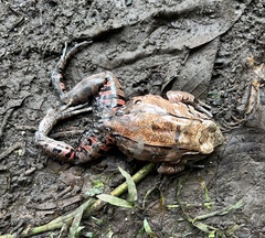 Leptodactylus savagei