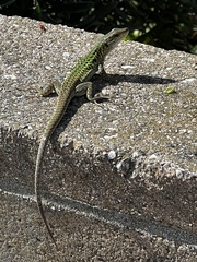 Podarcis siculus siculus