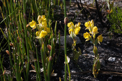 Pterygodium acutifolium