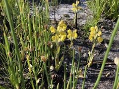 Pterygodium acutifolium