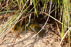 Potamonautes barnardi