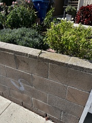 Podarcis siculus siculus