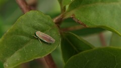 Linnavuoriella arcuata