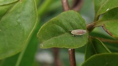 Linnavuoriella arcuata