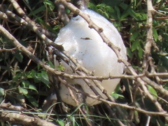 Chiromantis xerampelina